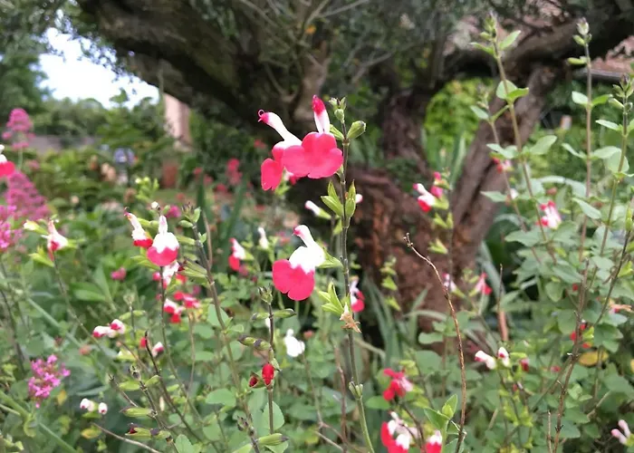 Vendégház L'oree Du Mans 4*